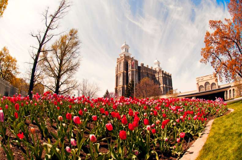 A historic building stands behind a vibrant field of red and pink tulips under a cloudy sky. A historic building stands behind a vibrant field of red and pink tulips under a cloudy sky.